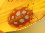 Thumbnail 436313 A