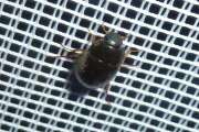 Thumbnail 436376 B