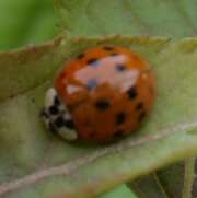 Thumbnail 436545 B
