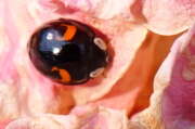 Thumbnail 436610 A