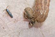 Thumbnail 436626 B
