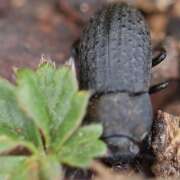 Thumbnail 436701 B