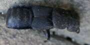 Thumbnail 436716 B