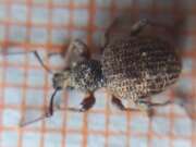 Thumbnail 436730 B