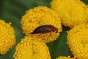 Thumbnail 436732 B