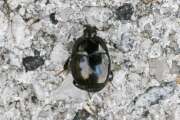 Thumbnail 436746 A
