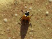 Thumbnail 436770 A