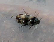 Thumbnail 437007 A
