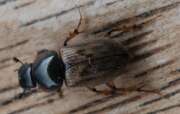 Thumbnail 437040 B