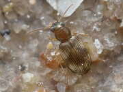 Thumbnail 437064 B