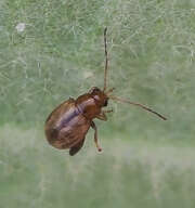 Thumbnail 437072 A