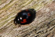 Thumbnail 437078 B