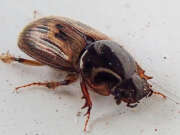 Thumbnail 437091 B