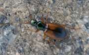 Thumbnail 437102 B