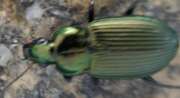 Thumbnail 437182 B