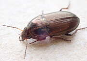 Thumbnail 437245 B