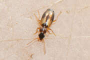 Thumbnail 437252 B