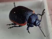 Thumbnail 437306 A