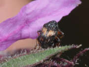 Thumbnail 437318 B