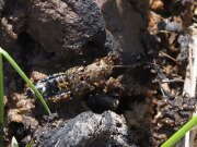 Thumbnail 437357 B
