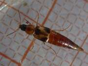 Thumbnail 437406 B