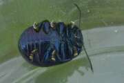 Thumbnail 437539 B