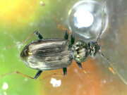 Thumbnail 437545 B