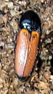 Thumbnail 437593 A