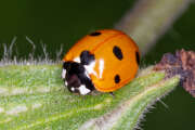 Thumbnail 437646 A