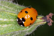 Thumbnail 437646 B