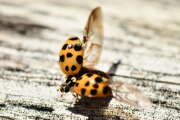 Thumbnail 437649 B