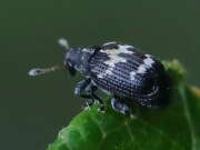 Thumbnail 437672 B