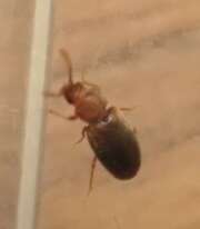 Thumbnail 437690 B
