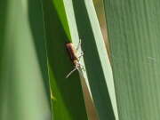 Thumbnail 437730 B