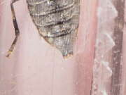 Thumbnail 437737 B