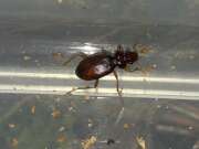 Thumbnail 437741 A