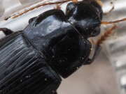 Thumbnail 437894 B