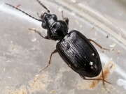 Thumbnail 437901 B
