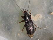 Thumbnail 437902 A