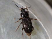 Thumbnail 437902 B