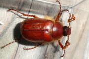 Thumbnail 437903 B