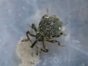 Thumbnail 437904 B