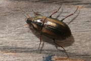 Thumbnail 437912 A