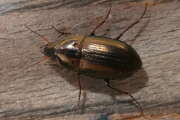 Thumbnail 437912 B