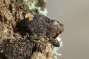 Thumbnail 437937 B