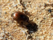 Thumbnail 438057 B