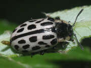 Thumbnail 438113 A