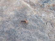 Thumbnail 438169 B