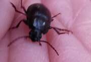 Thumbnail 438177 A