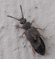 Thumbnail 438210 B